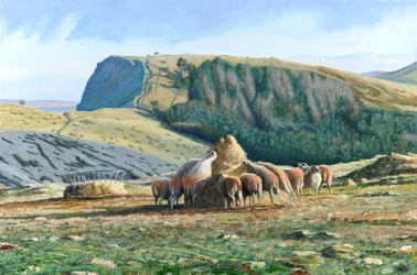 Schaf Fütterung, 2004